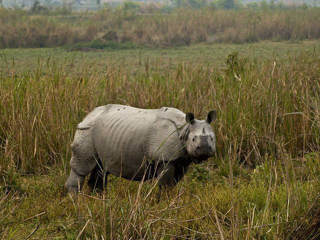 SHILLONG GUWAHATI WITH KAZIRANGA CHRISTMAS SPECIAL