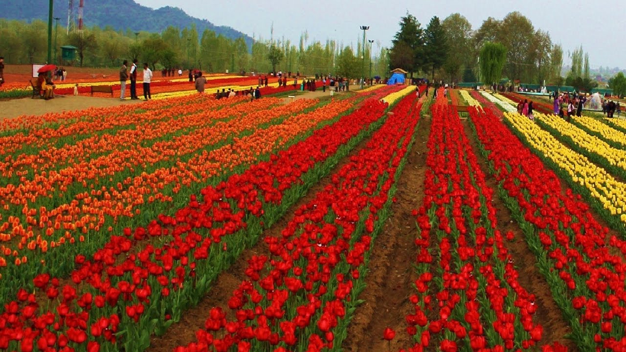 KASHMIR TULIP FESTIVAL